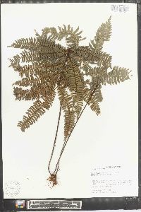 Adiantum pulverulentum image