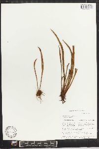 Antrophyum lineatum image