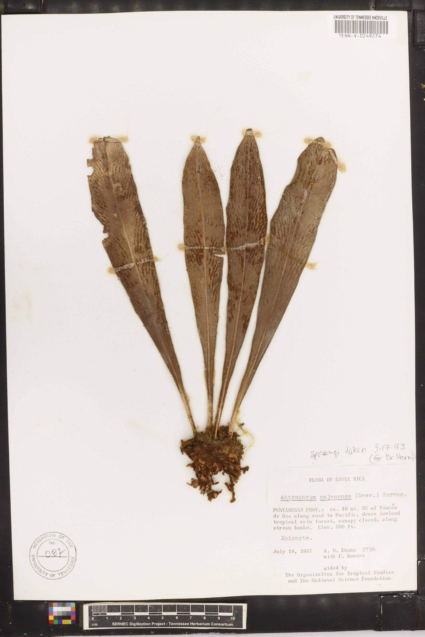 Antrophyum cajenense image