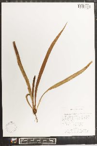 Antrophyum lineatum image