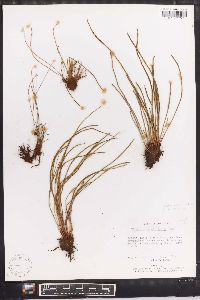 Vittaria graminifolia image