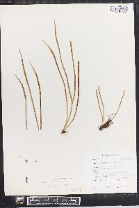 Vittaria flexuosa image