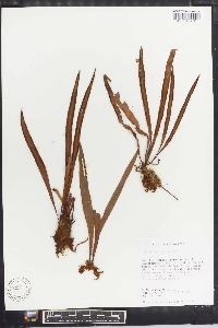 Vittaria remota image