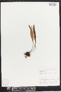 Vittaria remota image