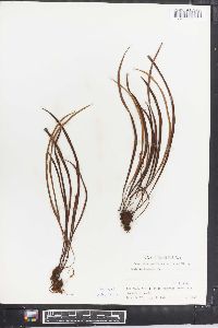 Vittaria flexuosa image