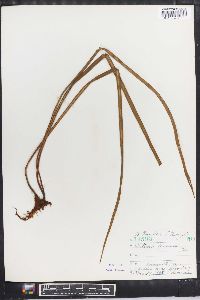 Vittaria flexuosa image