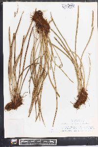 Vittaria fudzinoi image