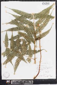 Pteris coriacea image