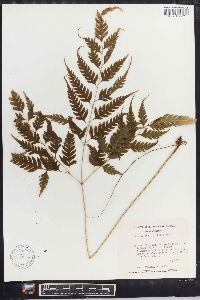 Pteris erosa image