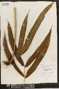 Pteris grandifolia image