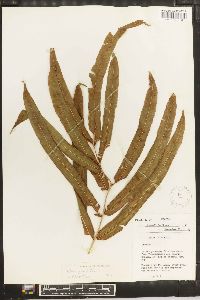 Pteris grandifolia image