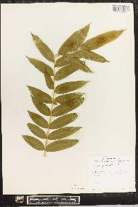 Pteris grandifolia image