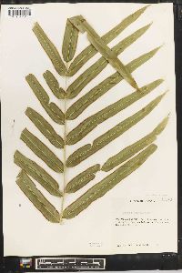 Pteris grandifolia image