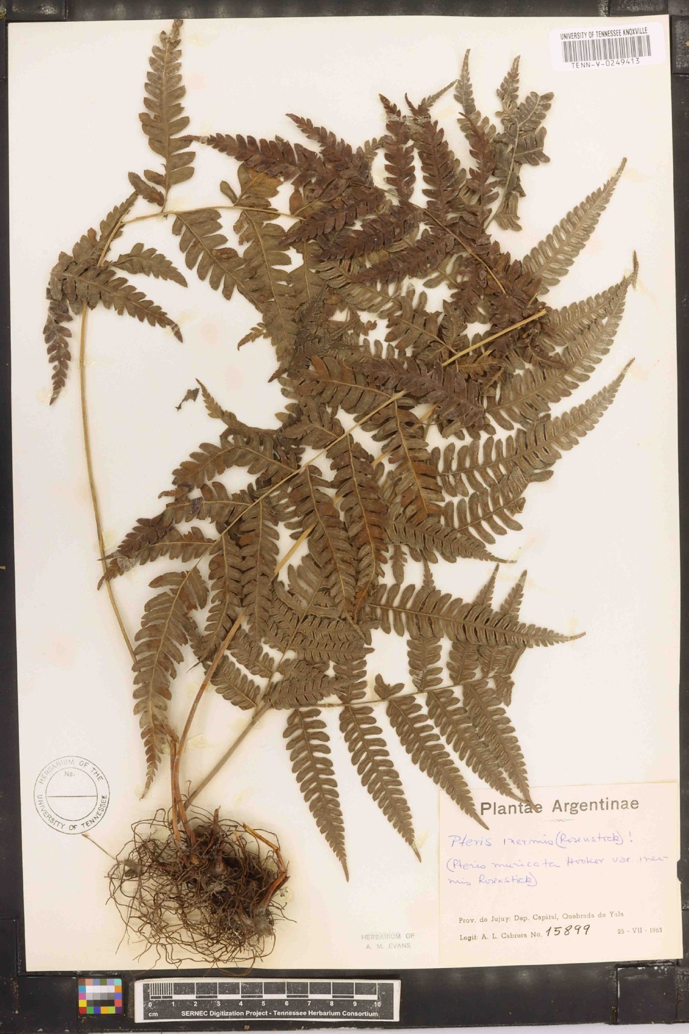 Pteris inermis image