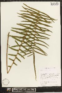 Pteris longifolia image