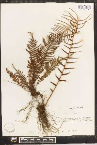 Pteris longifolia image