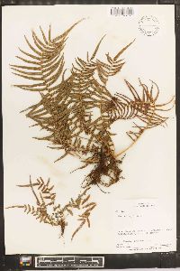 Pteris longifolia image