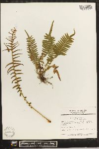 Pteris longifolia image