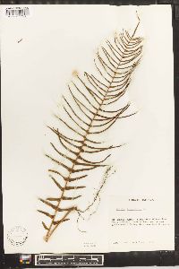 Pteris longifolia image