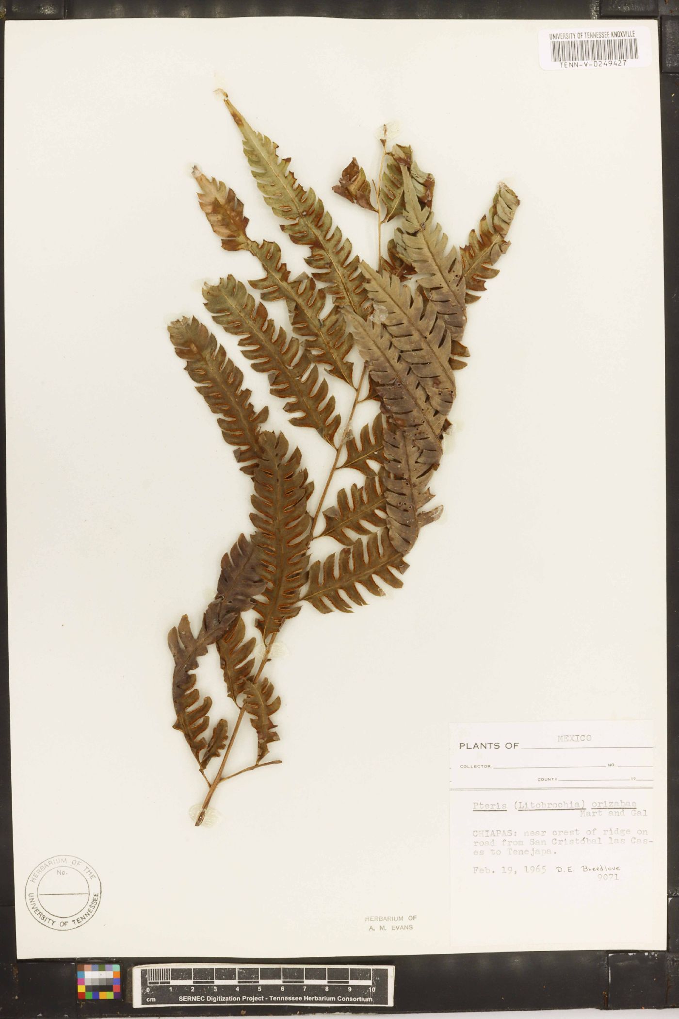 Pteris orizabae image