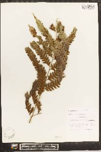 Pteris orizabae image