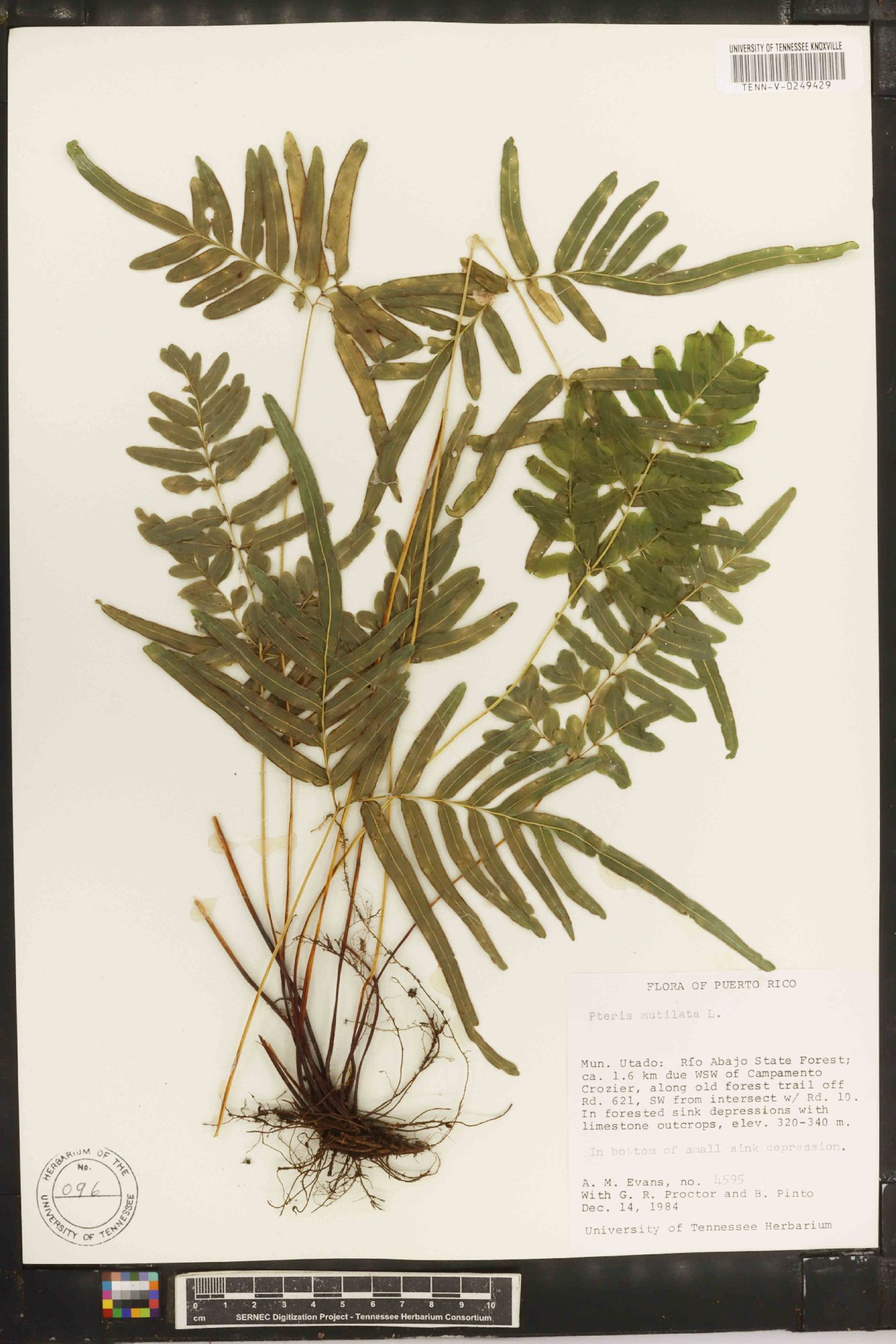 Pteris mutilata image