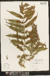 Pteris orizabae image