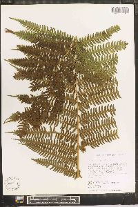 Pteris tripartita image