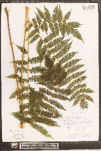 Pteris tripartita image