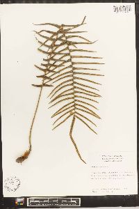 Pteris vittata image