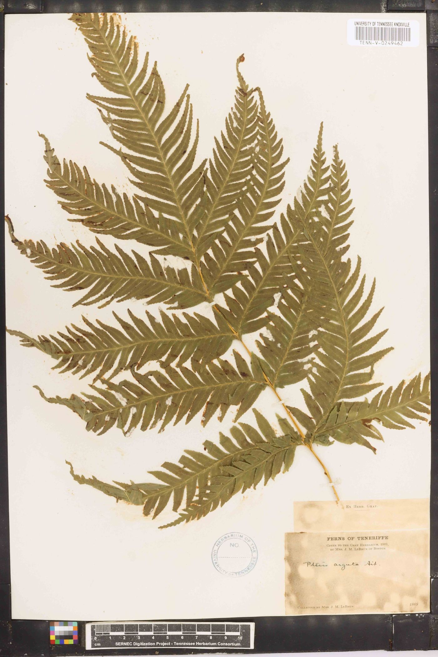 Pteris arguta image