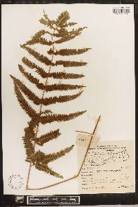 Pteris aspericaulis image