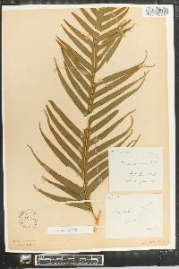 Pteris comans image