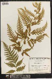 Pteris comans image