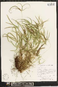 Pteris dactylina image