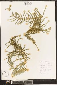 Pteris dentata image