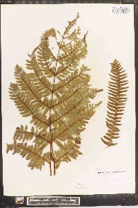 Pteris excelsa image