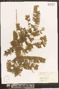 Pteris fauriei image