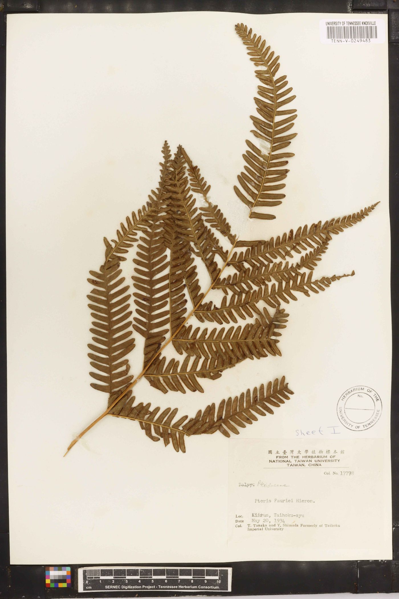 Pteris fauriei image