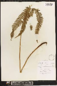 Pteris fauriei image