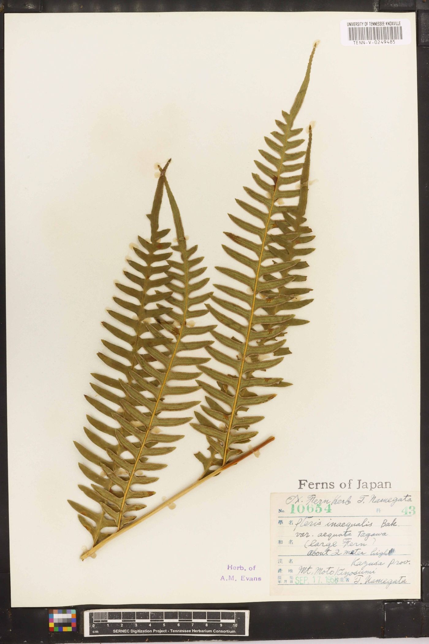 Pteris inaequalis image