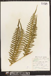 Pteris inaequalis image