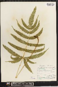 Pteris kiuschiuensis image