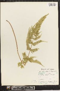 Pteris dispar image