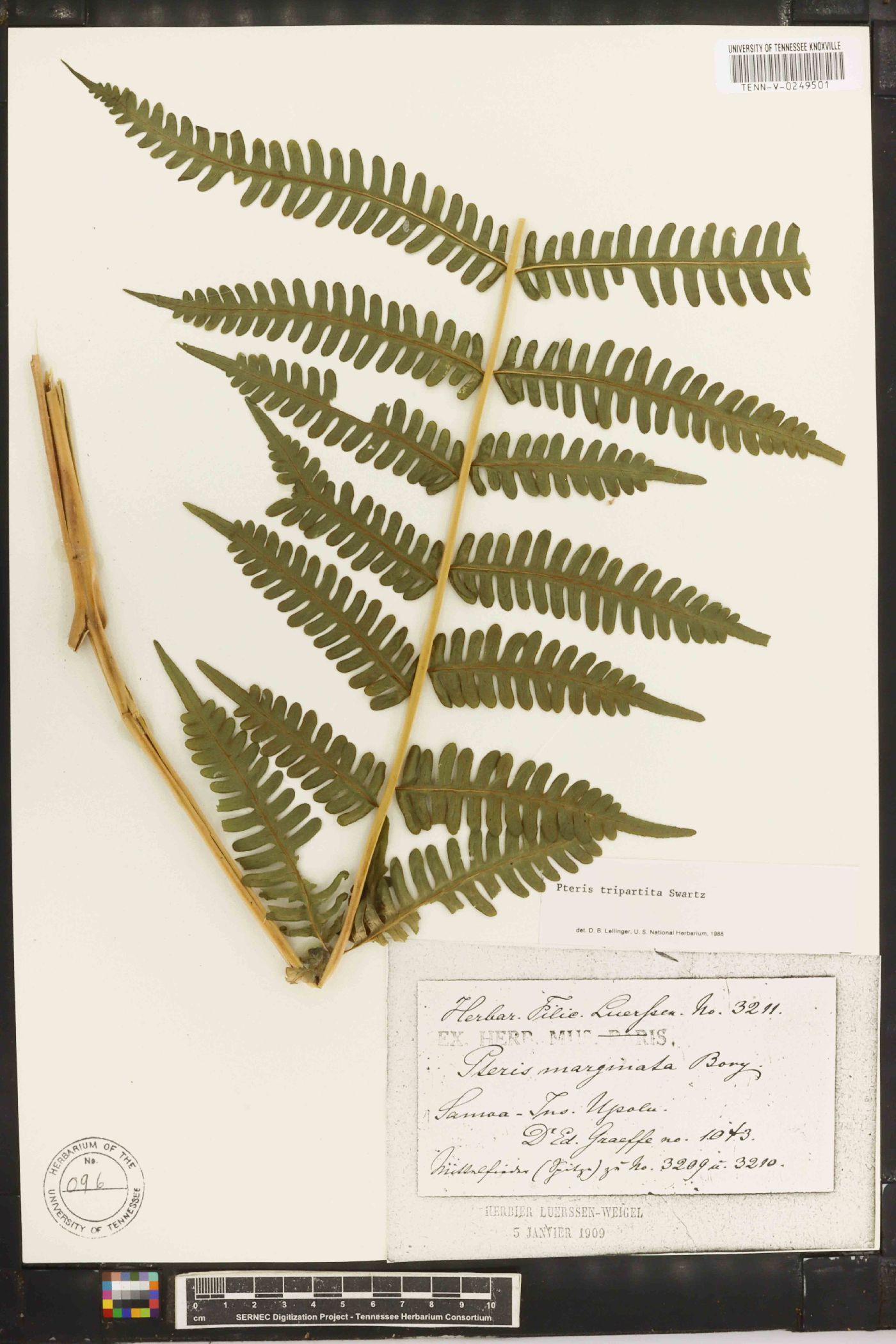 Pteris tripartita image