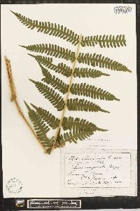 Pteris tripartita image