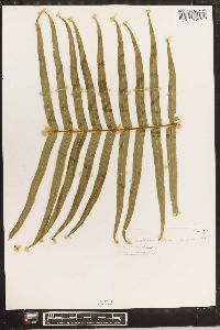 Pteris vittata image