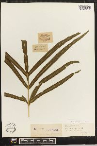 Pteris umbrosa image