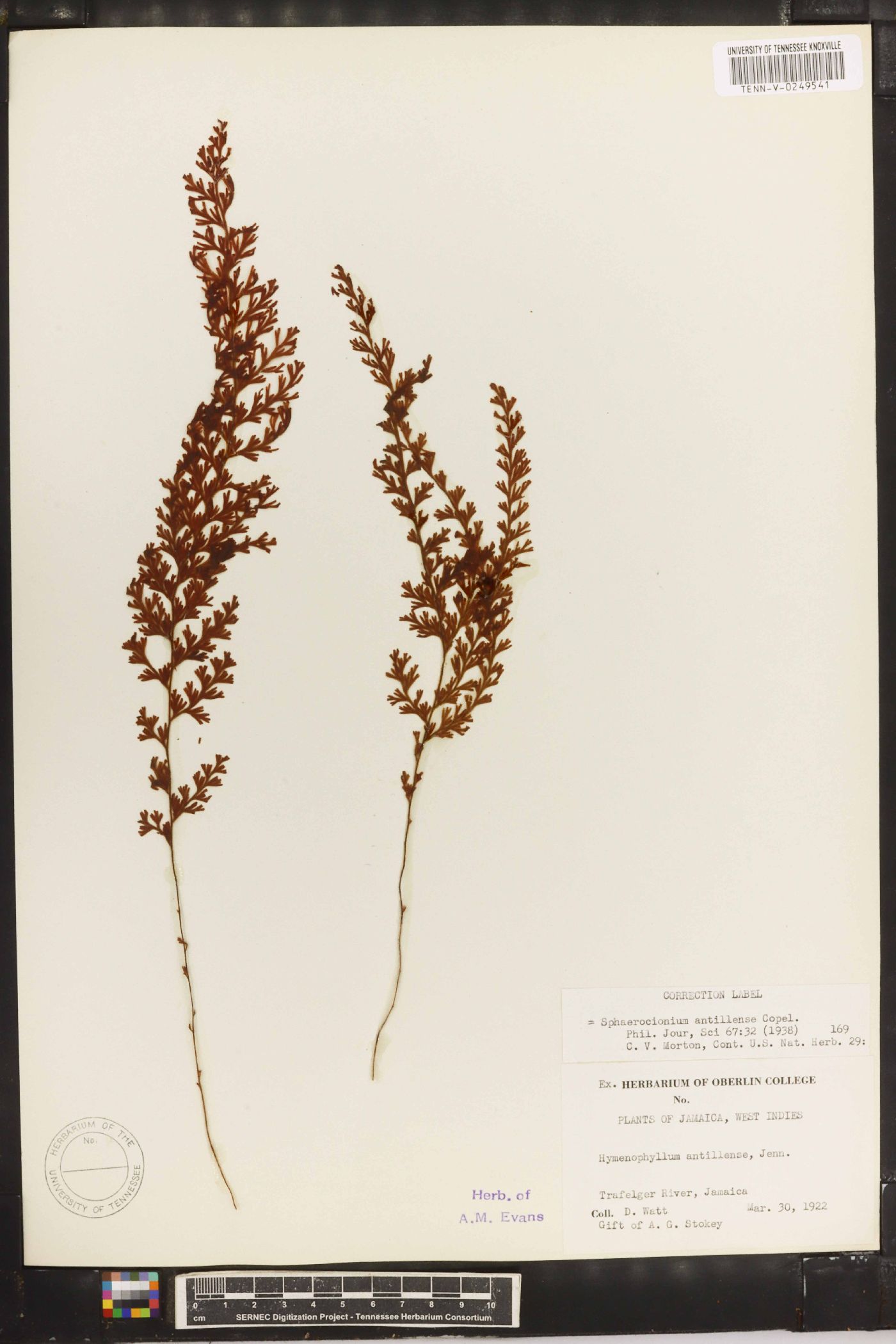 Hymenophyllum antillense image