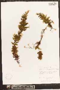 Hymenophyllum elegans image